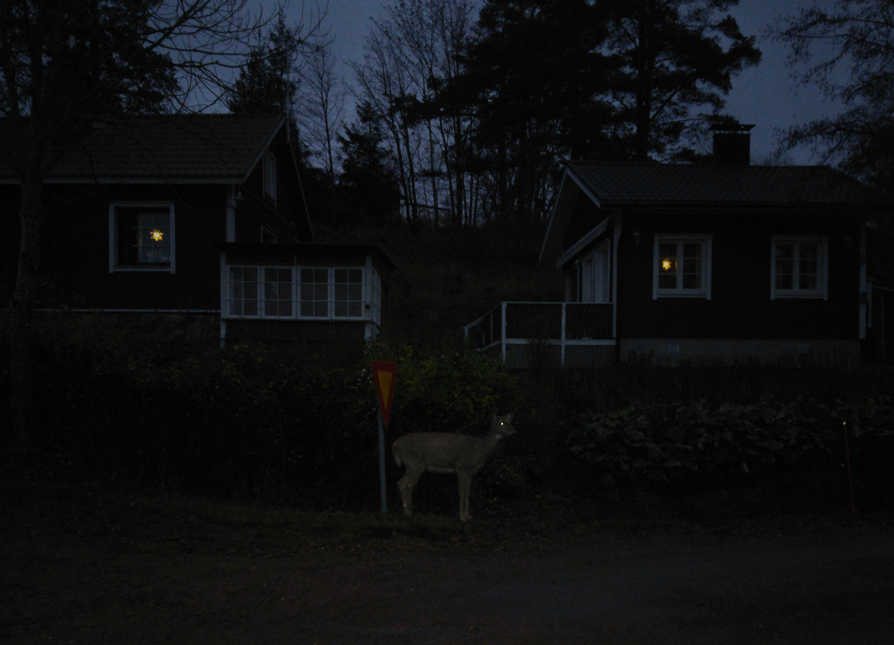 deer